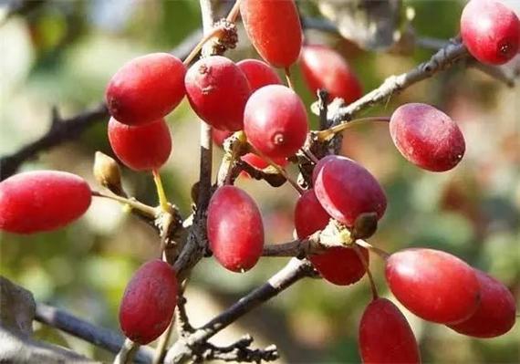 中药山茱萸图片
