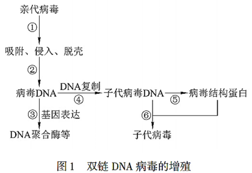 病毒是怎么生成的截图3