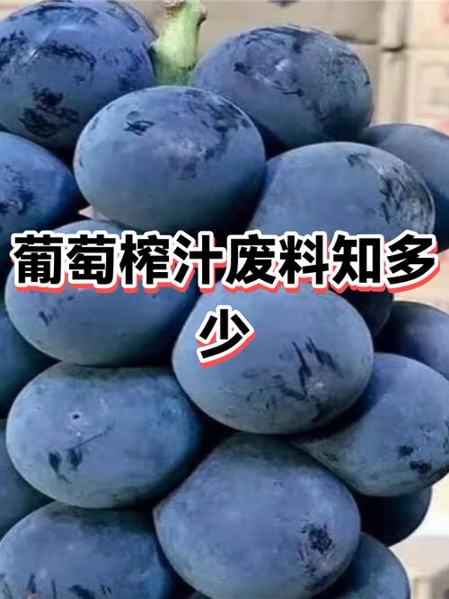 葡萄放内榨汁不能掉出来是什么情况