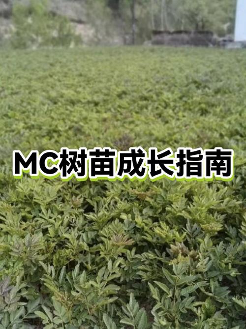 mc树木生长条件