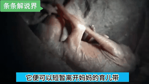 袋鼠一胎生几个孩子