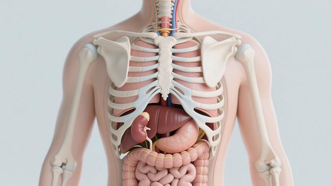 人体3d结构模型截图2