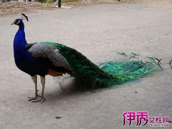 梦见孔雀是什么预兆