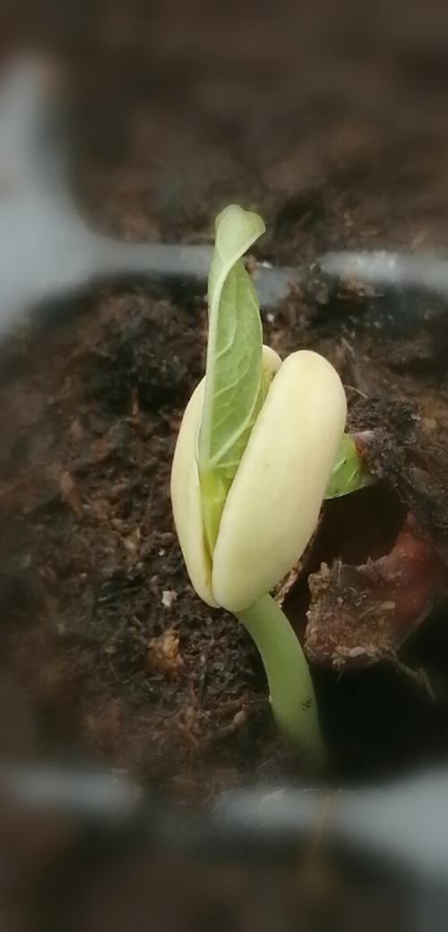 小豆苗图片