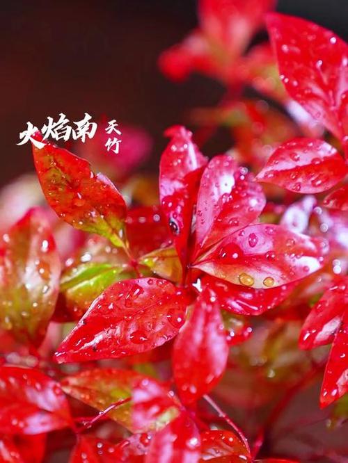 五行属火最吉利字大全