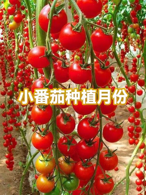 番茄的季节是几月