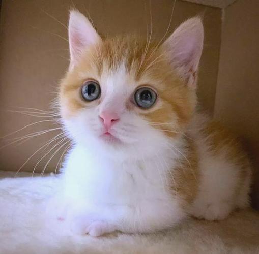 十大最漂亮的橘猫
