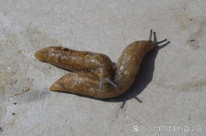 怎样消灭鼻涕虫在厨房