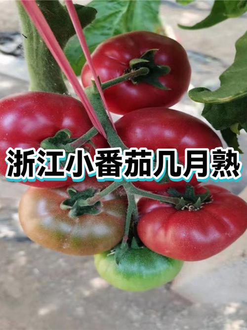番茄一般几个月成熟