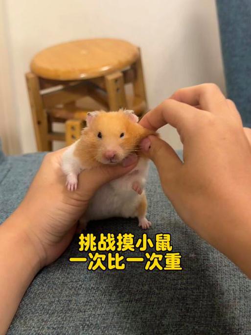 摸仓鼠的头他就抖咋回事截图3