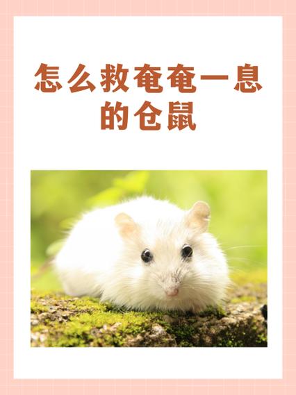 仓鼠几天不吃会死截图1