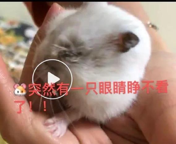 仓鼠几天不吃会死截图2