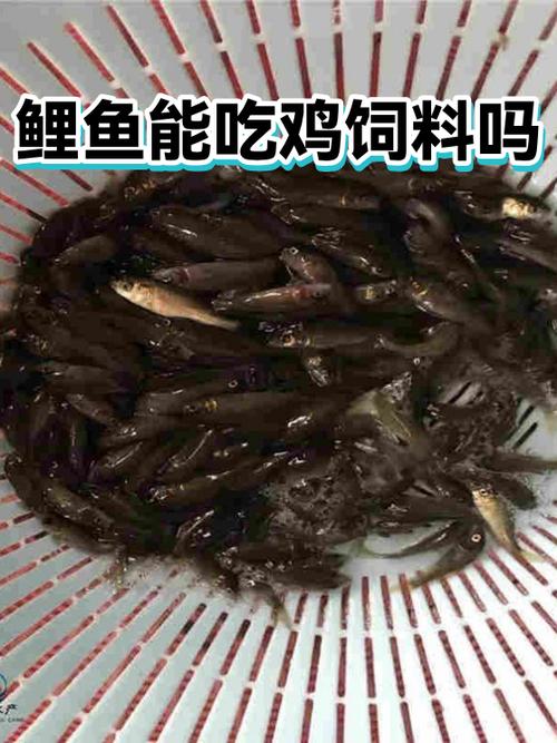给我弄一个鲤鱼吃鸡截图1