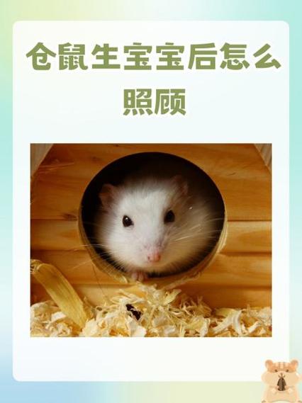 母仓鼠生育后咬笼子有什么表现