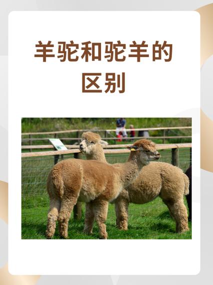 大脸羊驼app下载