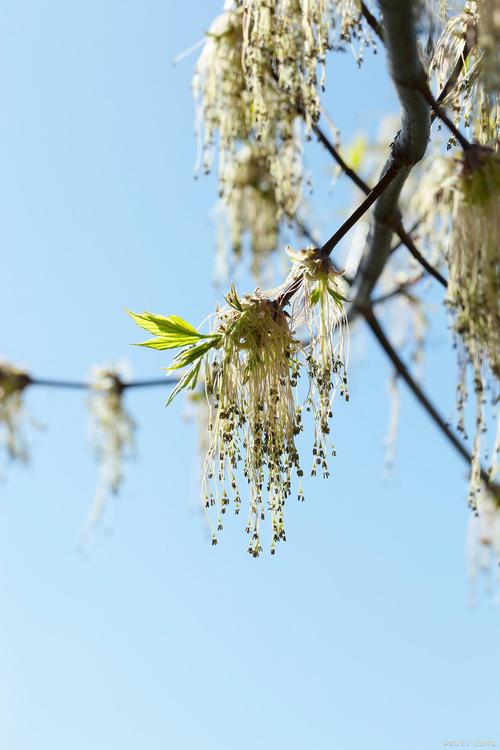 杨花几月份开