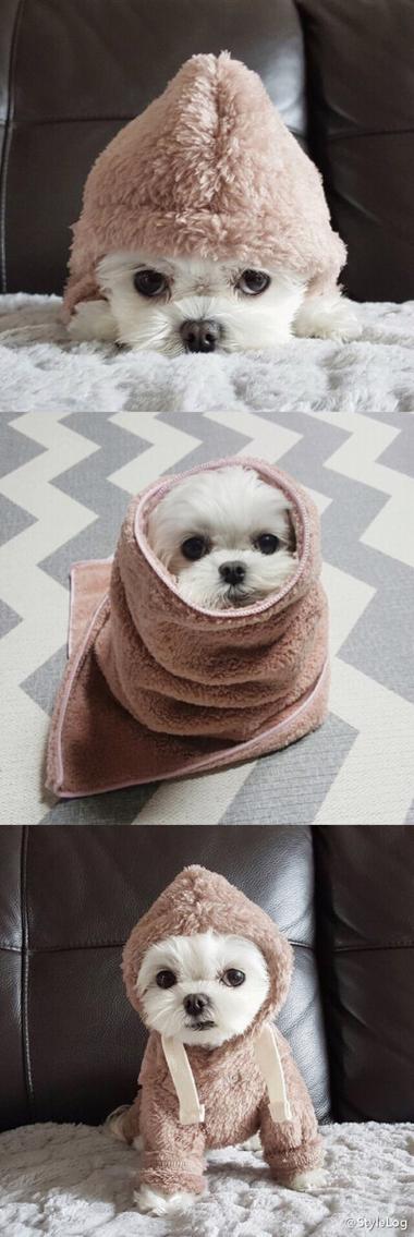 阿尔济斯犬长什么样