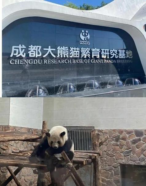 成都熊猫基地在哪里截图3