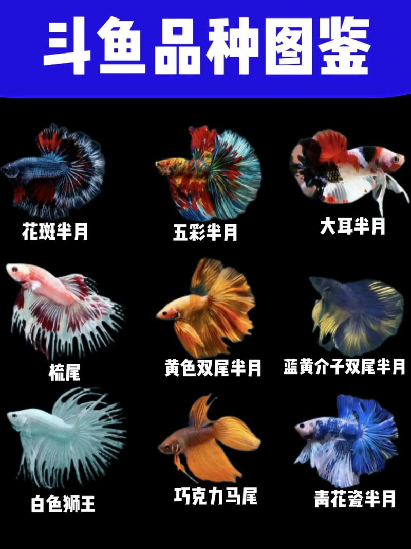 斗鱼怎么实名认证