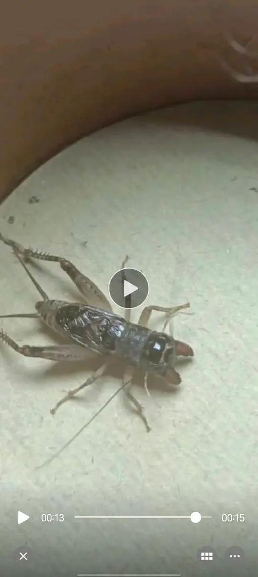 疯狂斗蛐蛐内置菜单