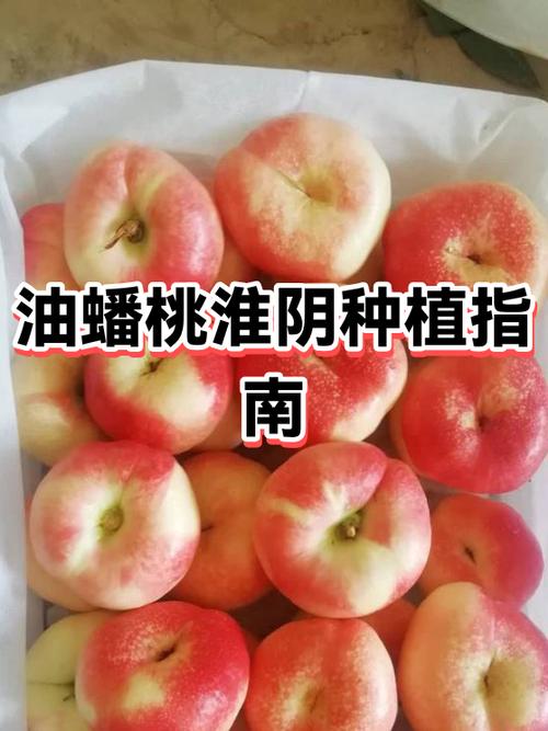徐州蟠桃有月子房吗