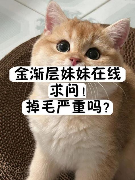 家里养猫好不好