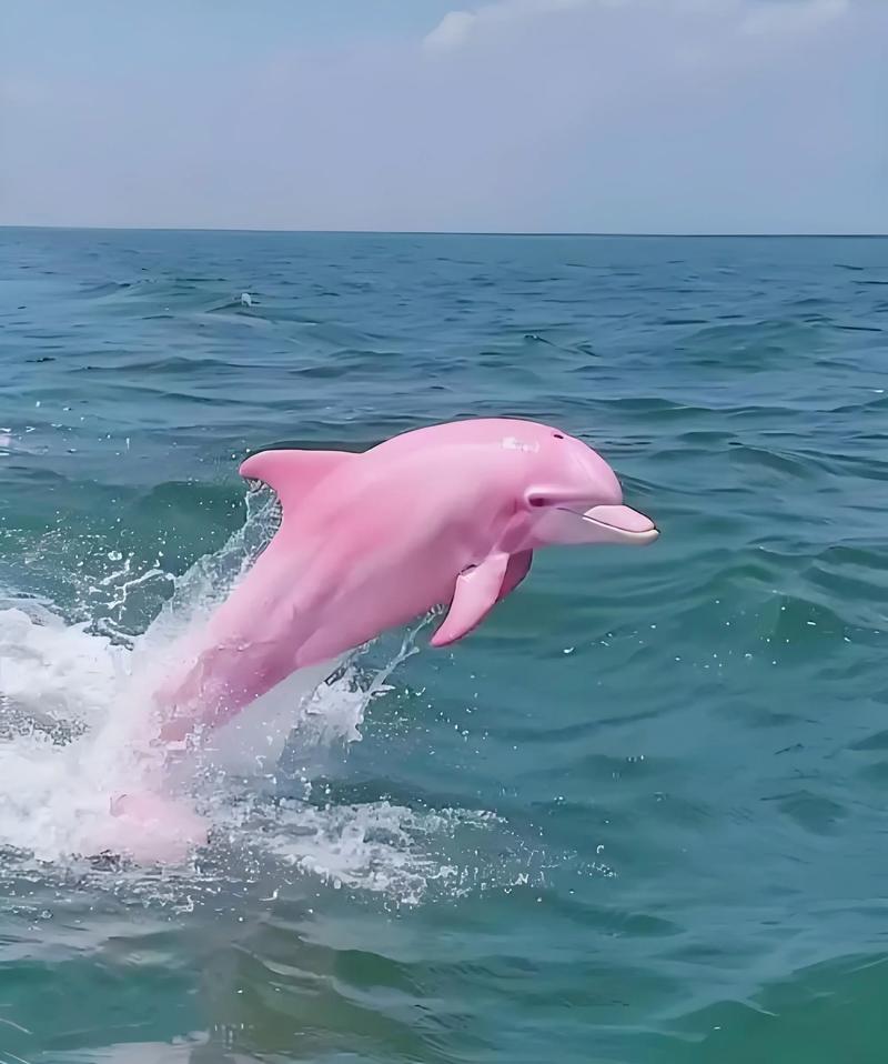 海豚模拟器60帧补丁