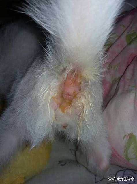 撕腿后屁股疼怎样恢复