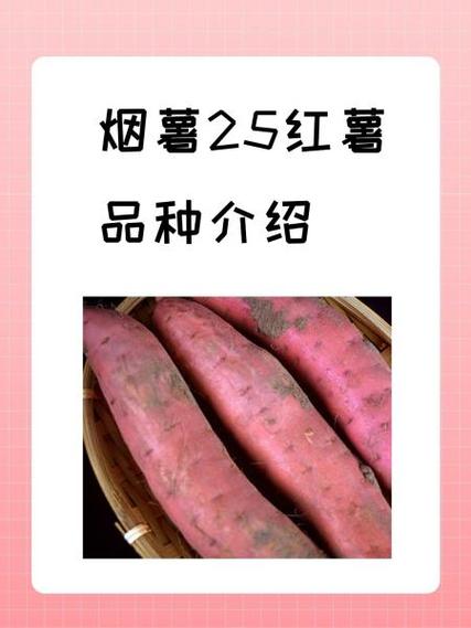 地瓜的介绍