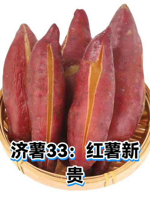 地瓜的介绍截图3