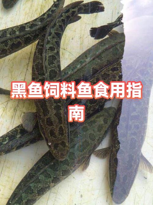 鱼内脏哪些可以吃图解