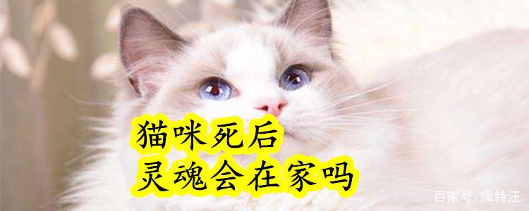 猫咪死后主人哭他知道吗