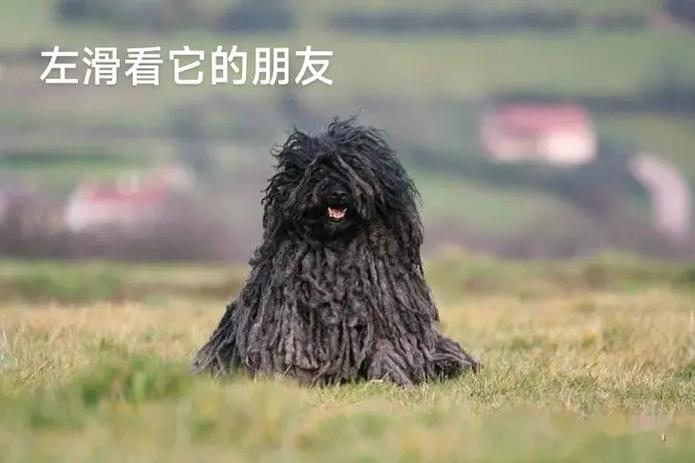 最喜欢的动物