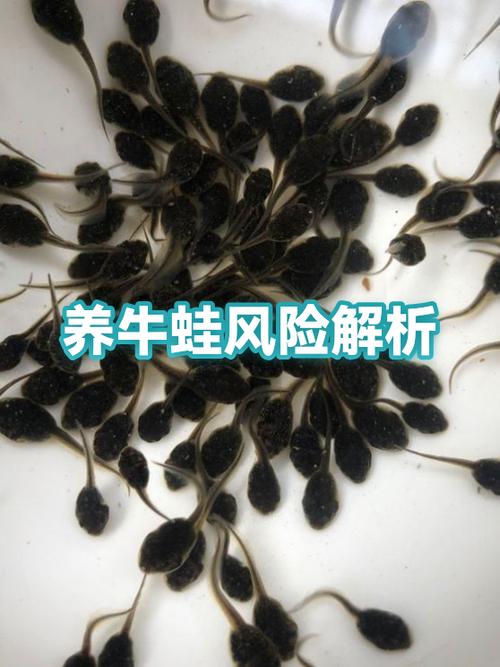 牛蛙一般人养不了