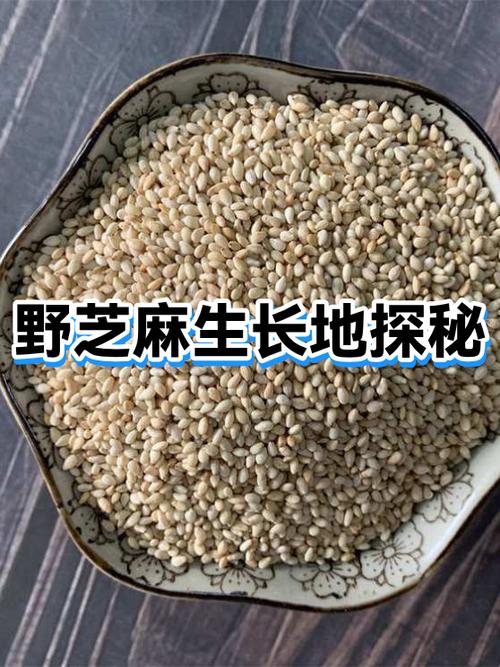 芝麻长在什么植物上