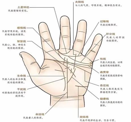 手掌纹路很清晰说明什么截图2