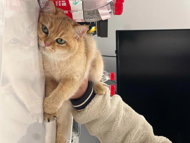 熟睡的小猫咪桃子移植截图2