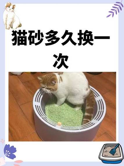 猫砂多久全部换掉比较好