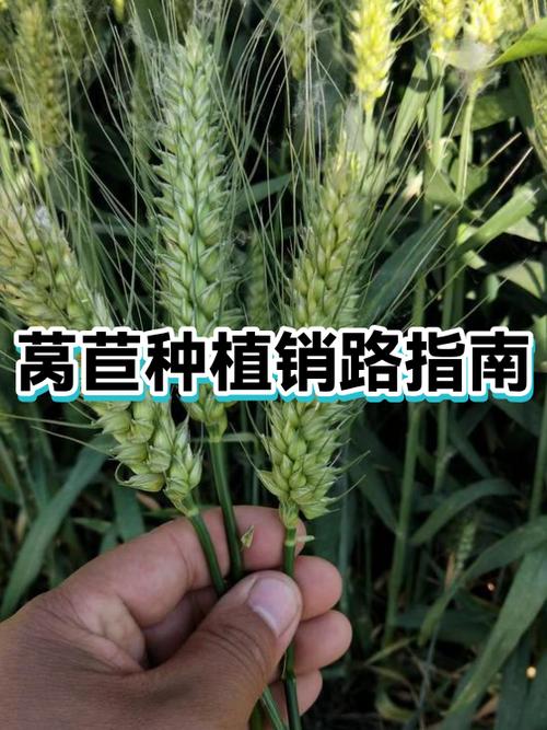 有机蔬菜如何打开销路图标