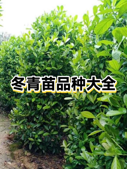 树苗品种大全