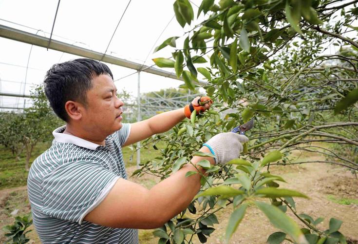 金桔剪枝视频 金桔剪枝视频