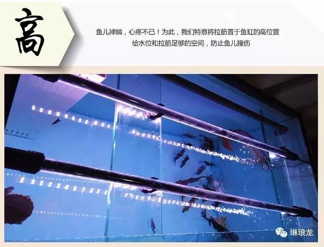 鱼缸突然炸了好不好