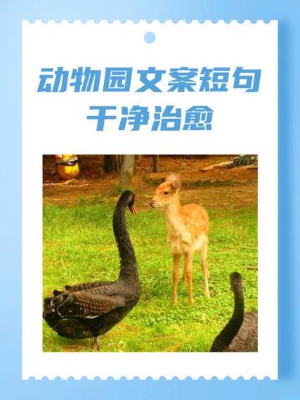 动物园文案