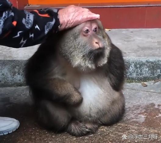 猴子文案短句干净
