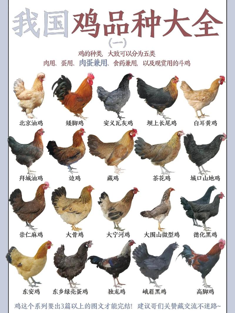 十大最好吃的公鸡品种