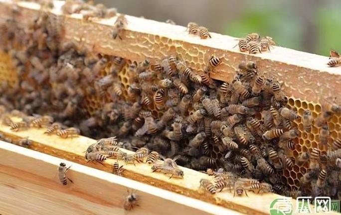 蜜蜂麻痹病最新治疗方法