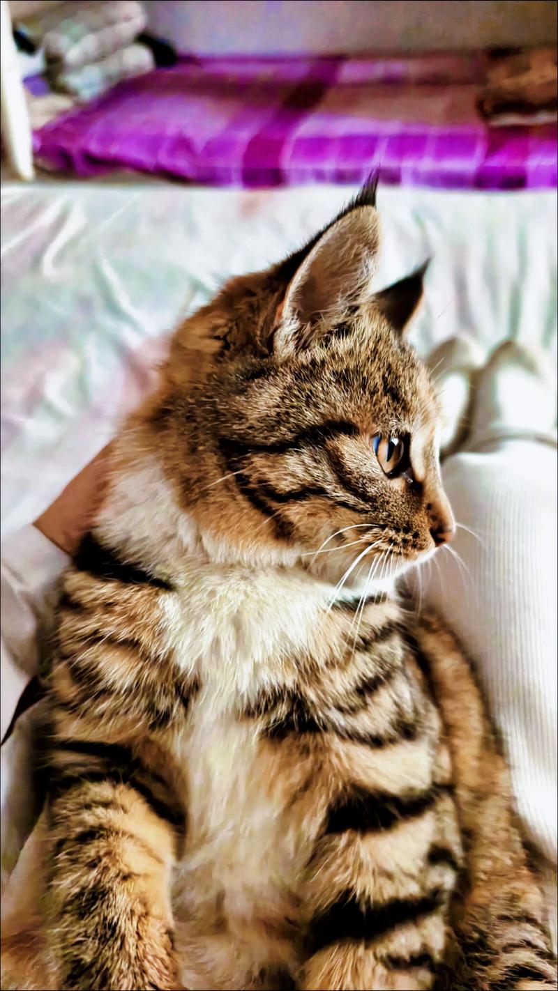 咪哩猫是什么