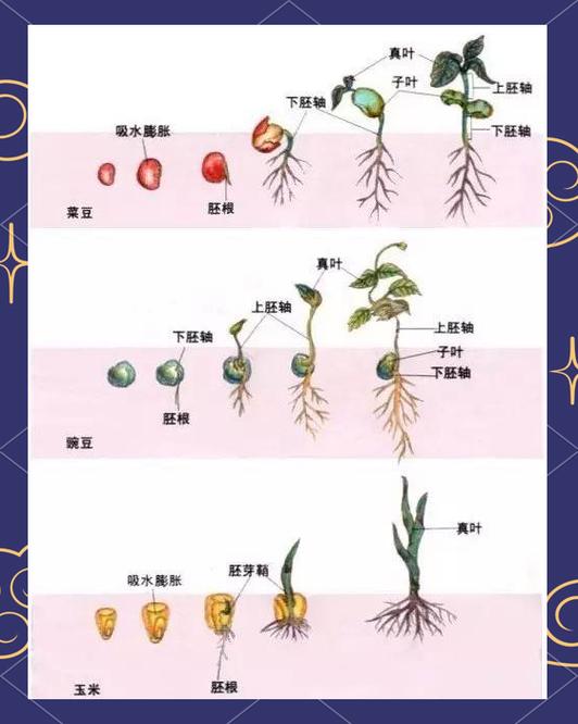 种子内部结构图