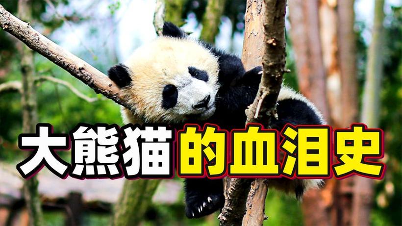 一只熊猫可以活多少年