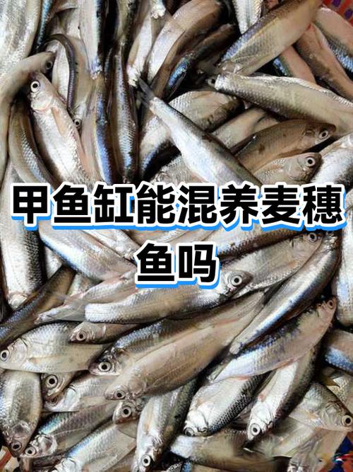 鱼缸能养甲鱼吗
